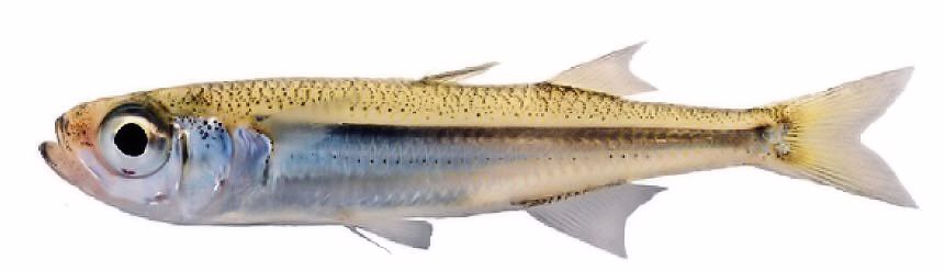 Atherina boyeri_002.jpg